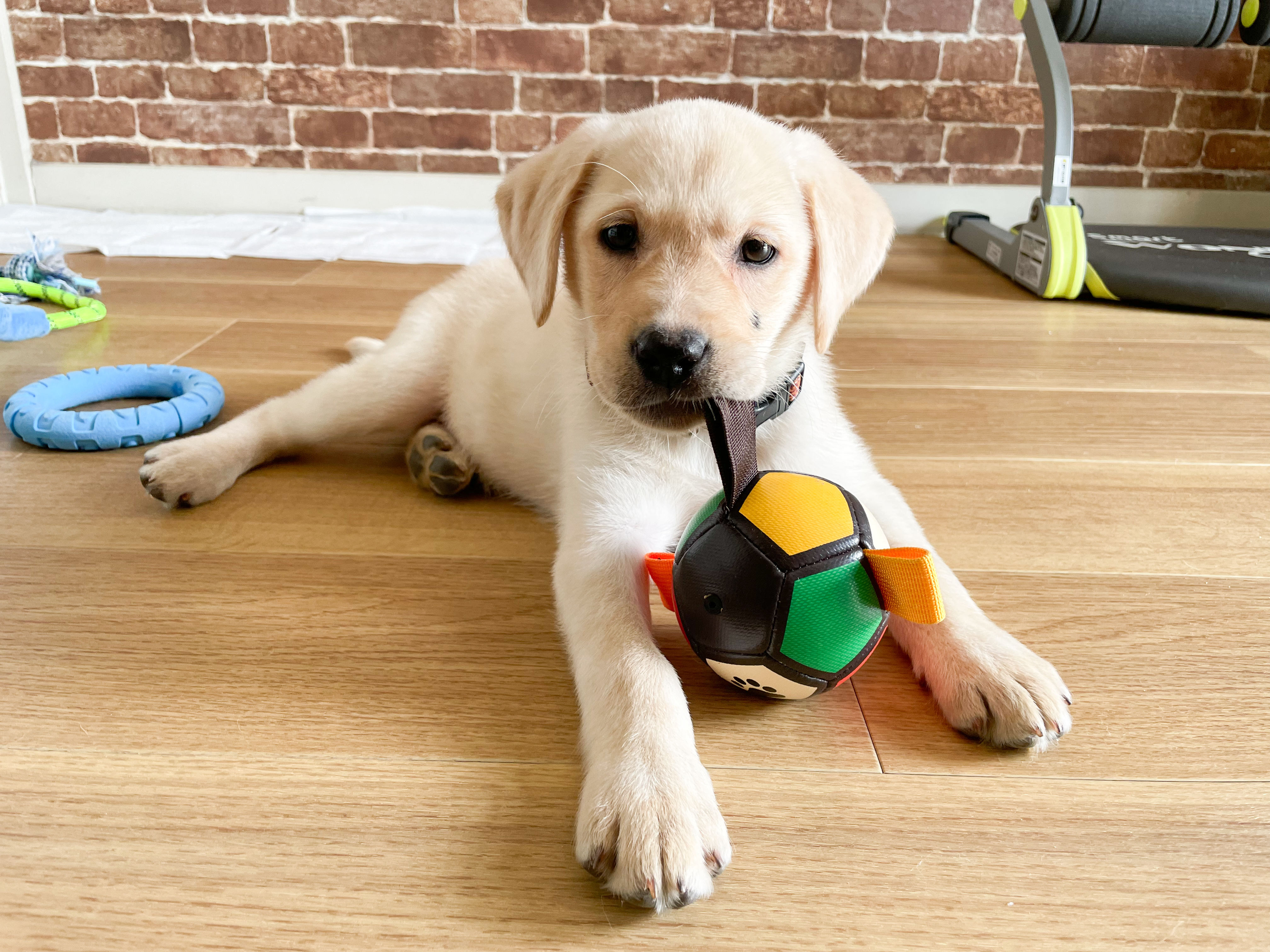 我が家に来て10日