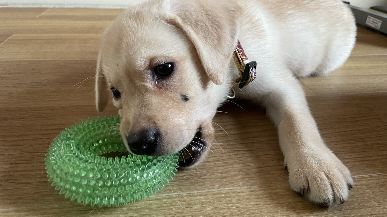 新入りがやってきました！